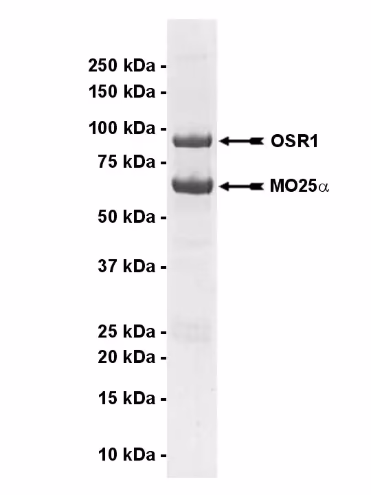 OSR1, active Human Recombinant Kinase Protein