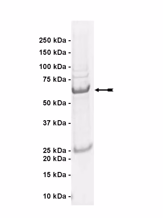 MLK4, active Human Recombinant Kinase Protein