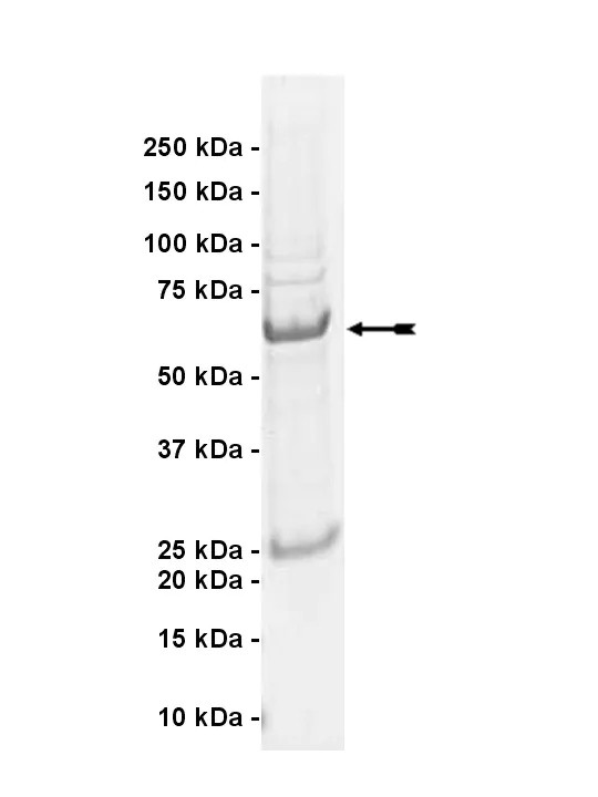 MLK4, active Human Recombinant Kinase Protein