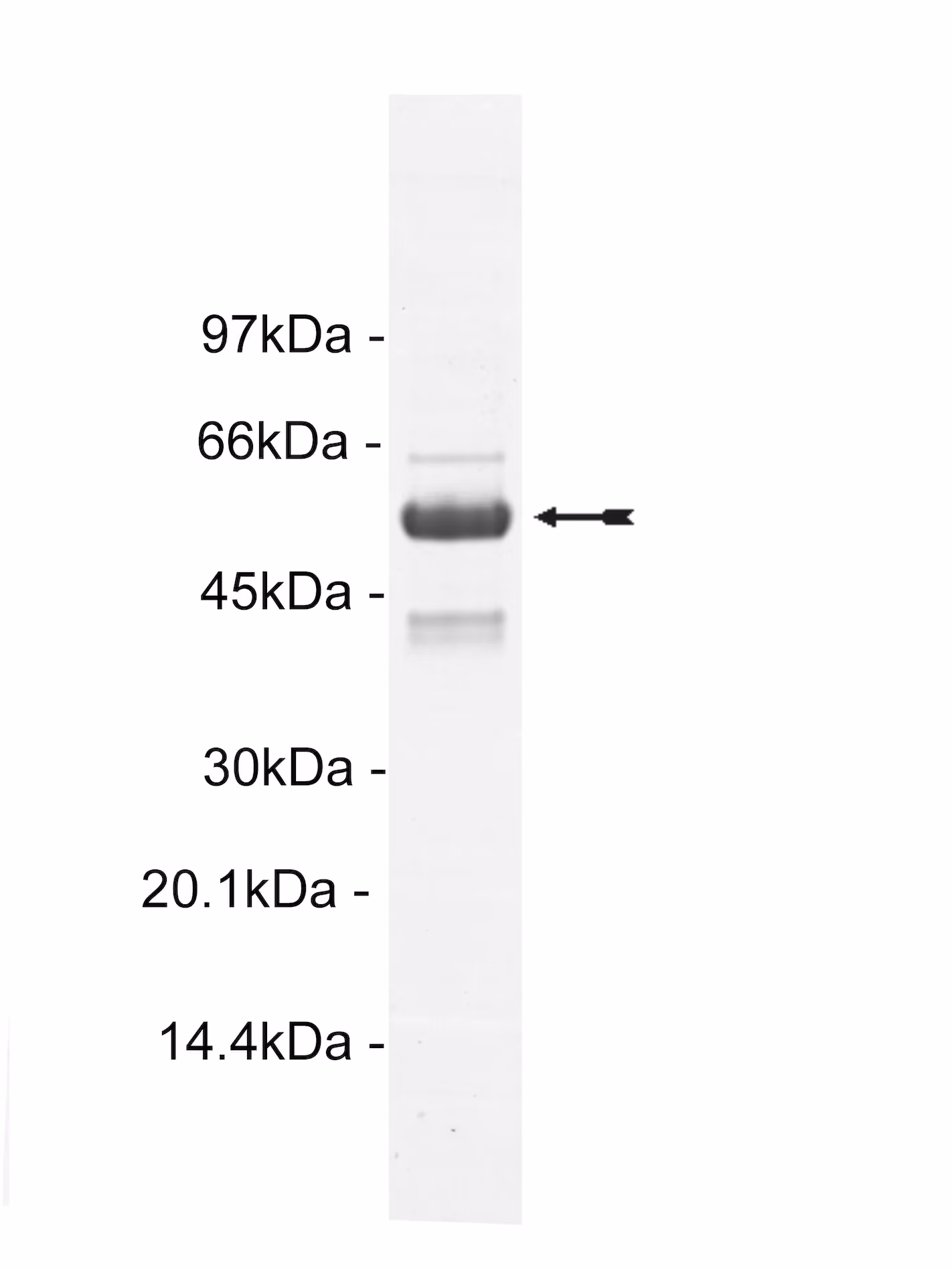 PRAK, active Human Recombinant Kinase Protein