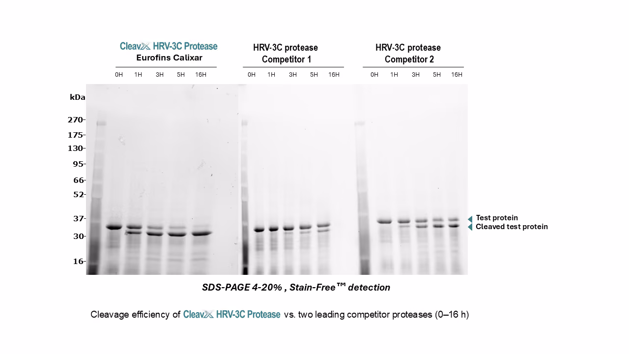 CleavX HRV-3C Protease