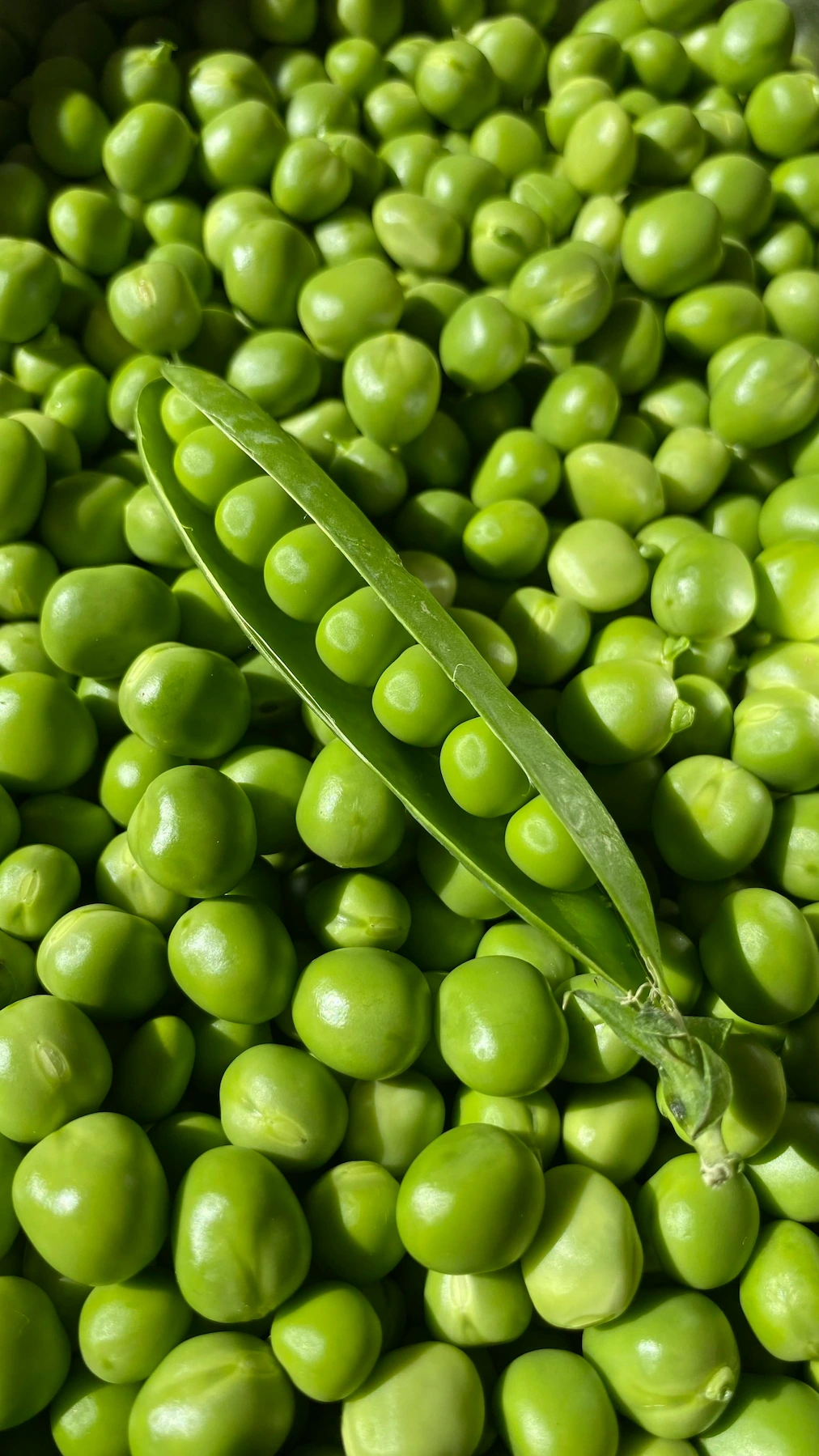 Fresh green peas in pods - premium ingredients for performance nutrition by Montclair Chef's elite athlete private chefs
