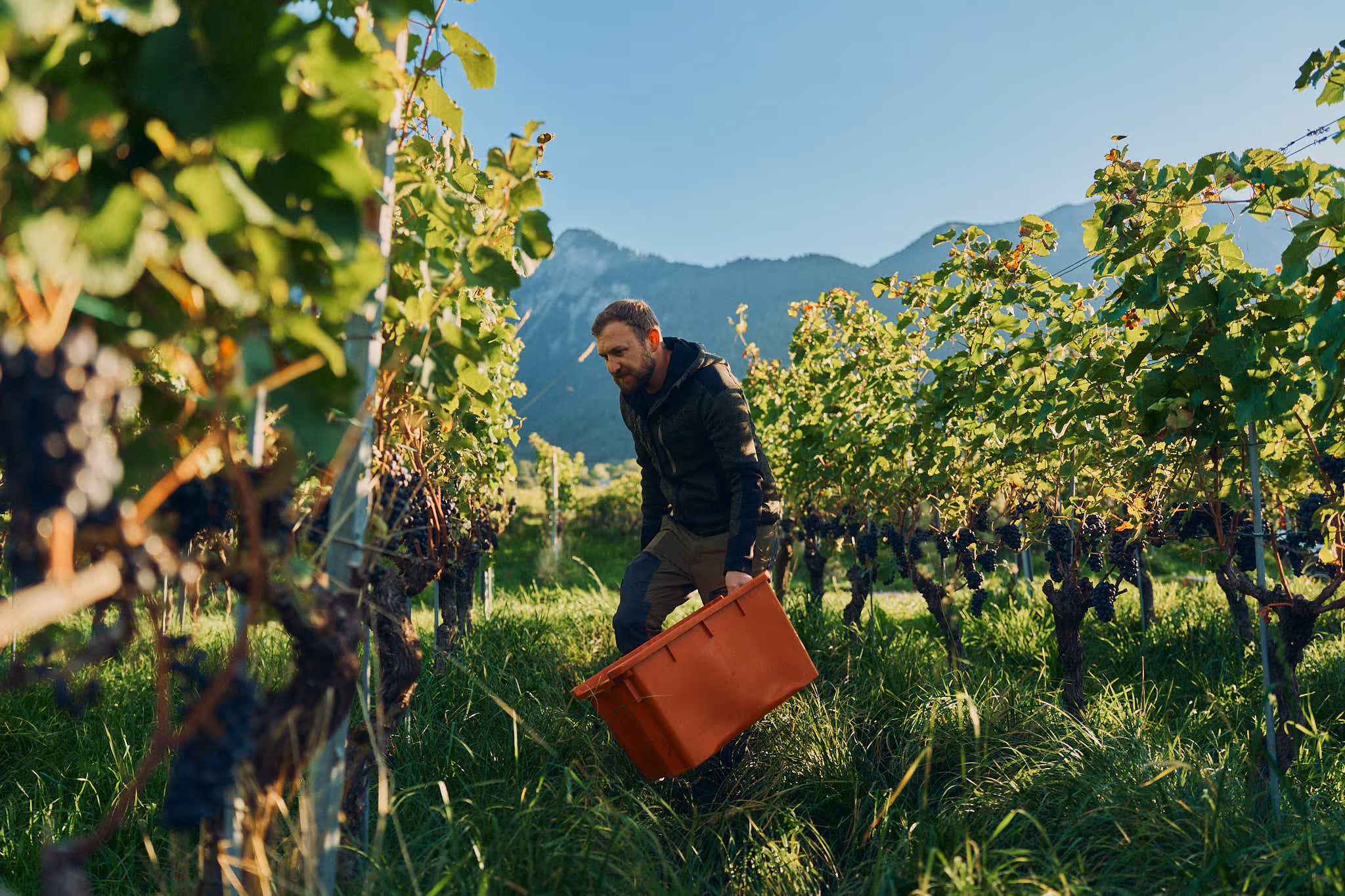 Mann trägt eine orangefarbene Kiste durch einen Weinberg mit reifen Trauben unter blauem Himmel und Bergen im Hintergrund.