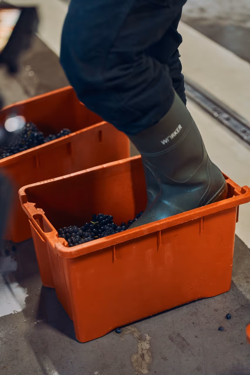 Trauben werden fein gequetscht