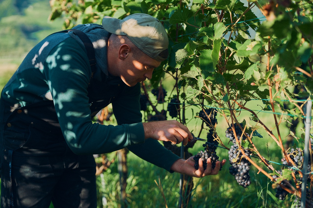 Mitarbeiter vom Weingut Lampert am Trauben schneiden