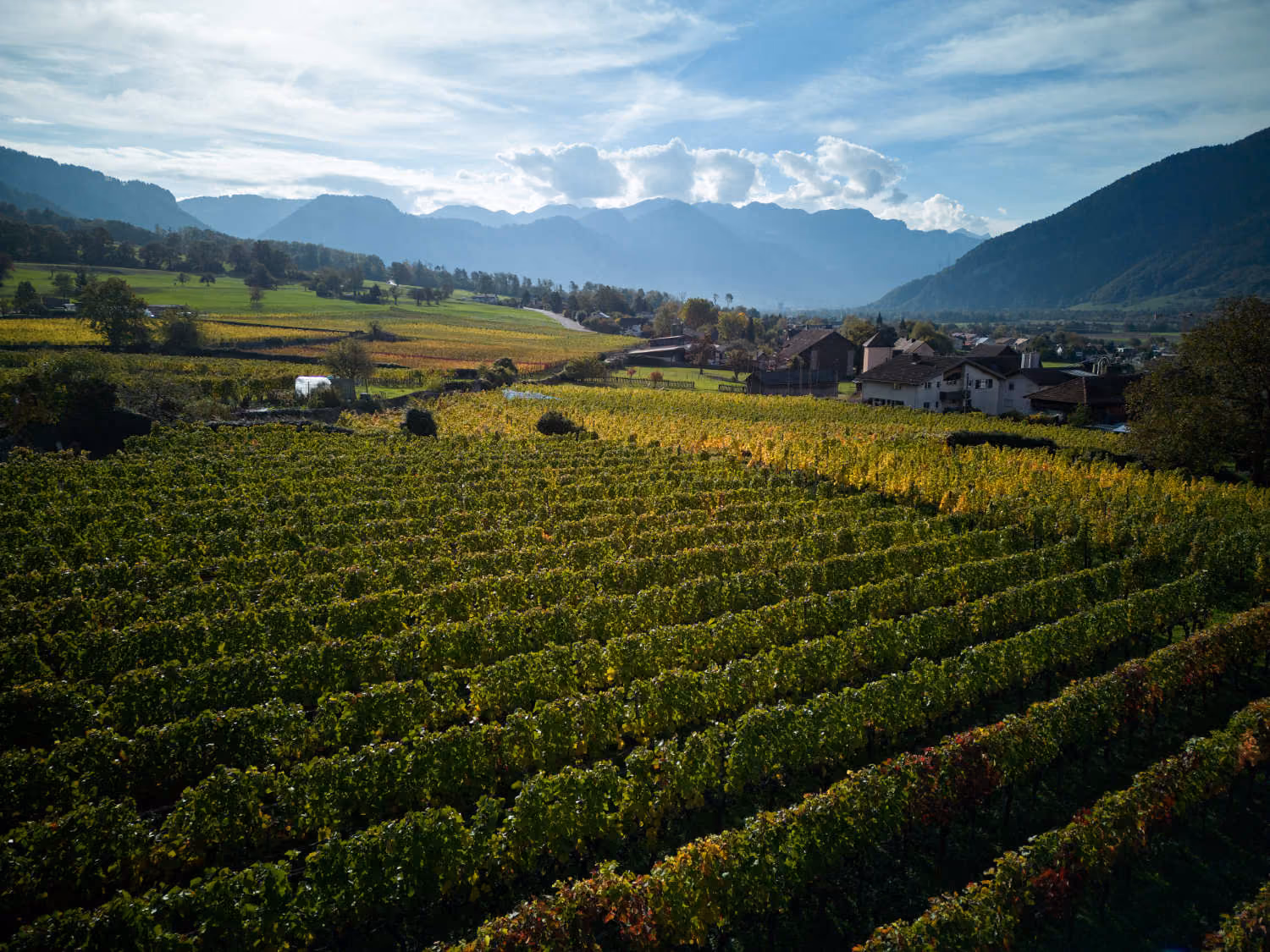 Weinberge rund um Maienfeld mit Blick auf das Dorf und die Bündner Berglandschaft.