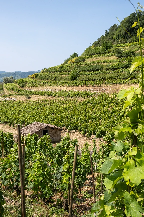 Vignoble en terrasse s'étendant sur une colline sous un ciel bleu clair, avec une petite cabane en pierre visible parmi les rangées de vignes.
