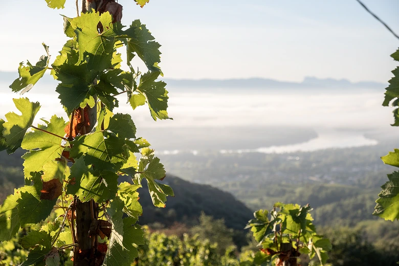 Feuilles de vigne vertes en gros plan avec un paysage vallonné et une vallée brumeuse en arrière-plan.