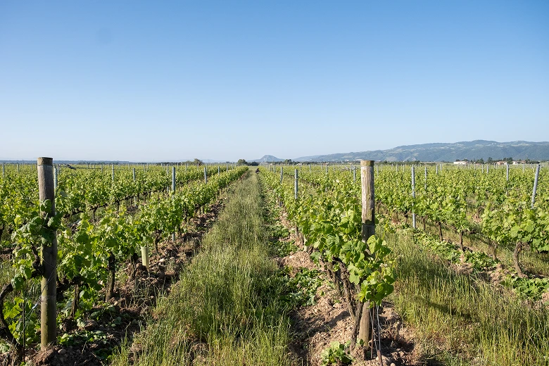 Champ de vigne vert sous un ciel bleu clair avec des collines en arrière-plan.