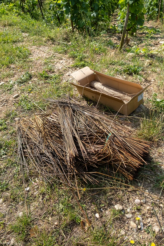 Tas de branches fines attachées posées sur un sol herbeux à côté d'un carton contenant d'autres branches fines dans un vignoble.