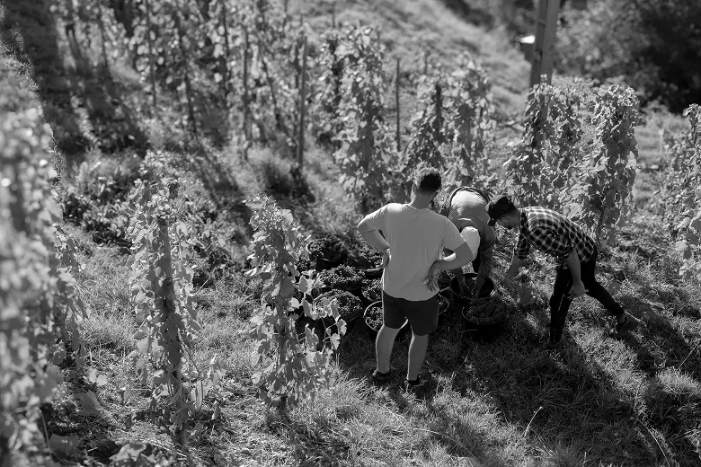 Trois personnes récoltant des raisins dans un vignoble ensoleillé.