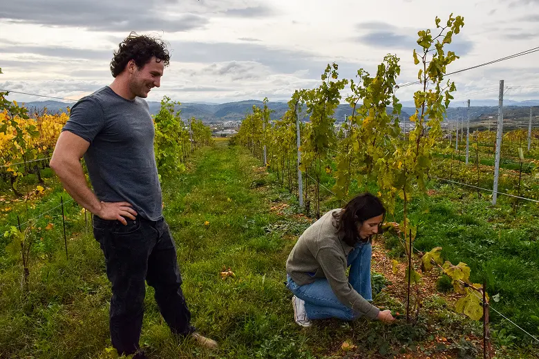 Un homme souriant regarde une femme accroupie inspectant des plants de vigne dans un vignoble sous un ciel nuageux.