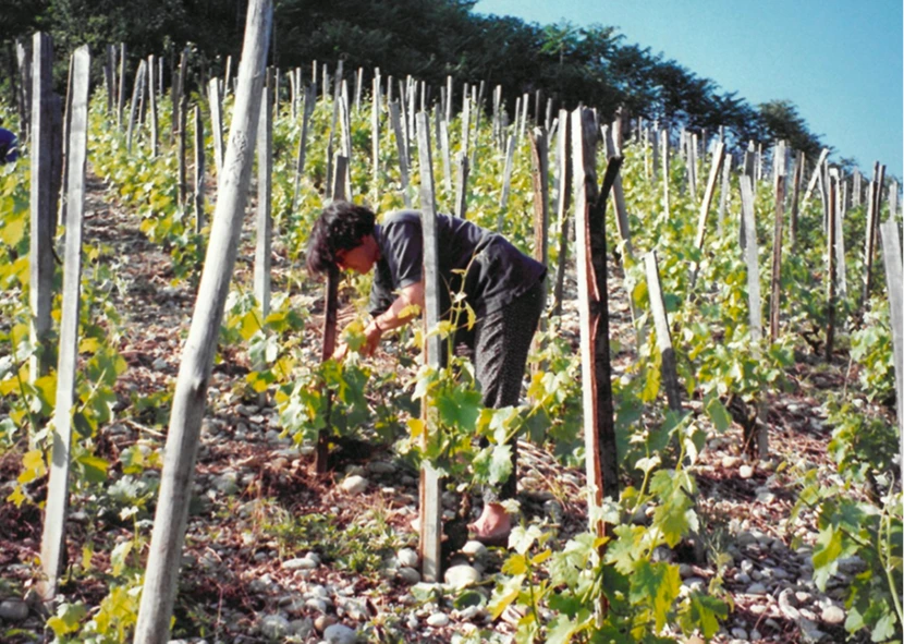 Personne inclinée travaillant parmi les rangées de vignes d'Hermitage soutenues par des piquets en bois sur un terrain rocheux en pente.