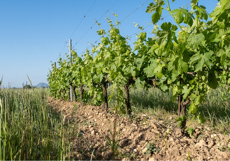 Rangée de vignes avec des feuilles vertes sous un ciel bleu clair.