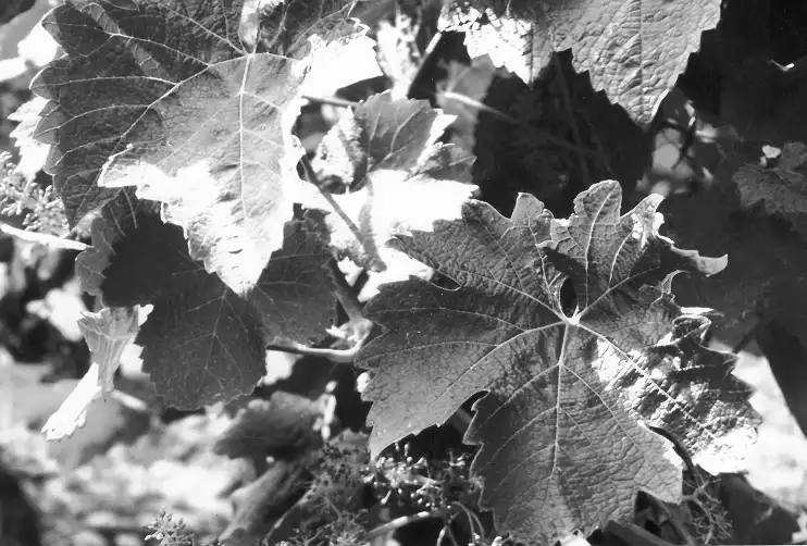 Feuilles de vigne détaillées avec le jeu d'ombres et de lumière en noir et blanc.