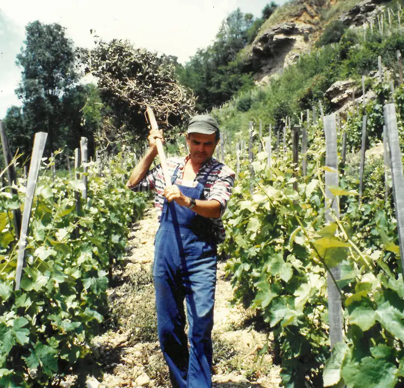 Un homme en salopette bleue travaillant dans un vignoble en tenant un grand outil au-dessus de son épaule.