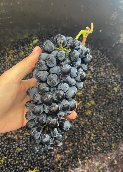 Une main tenant une grappe de raisins noirs mûrs au-dessus d'un grand récipient rempli de raisins similaires.