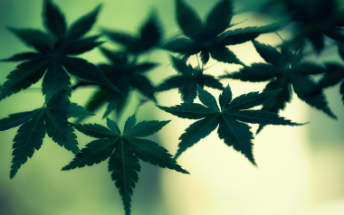 The expanding cannabis market