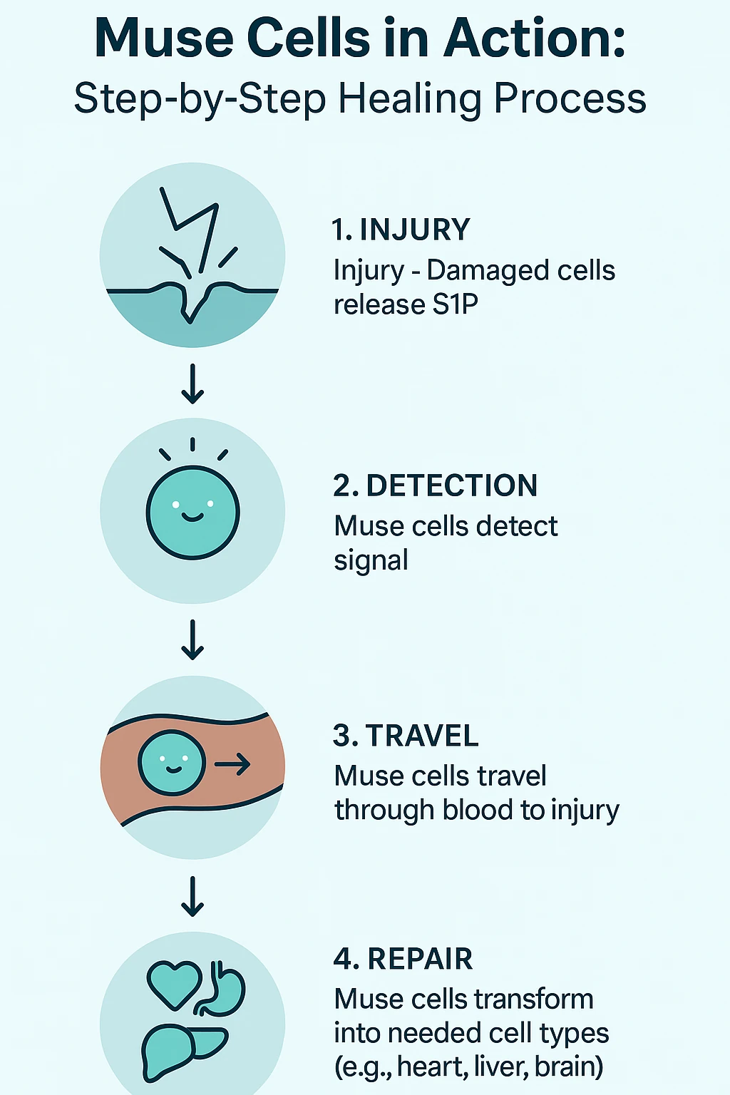 Learn how Muse cells detect injury signals, travel through the blood, and transform into the needed cells to repair damaged tissue.