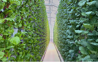How Allera Cut Eden Green’s SQF Audit Time by 75%
