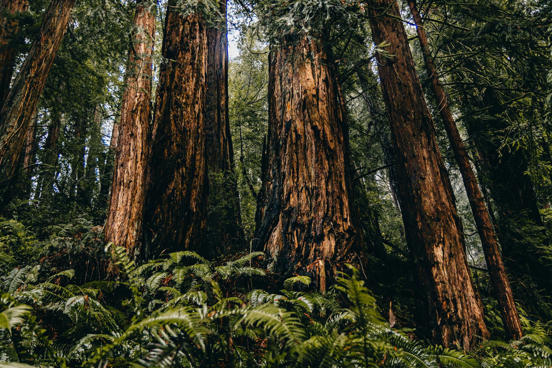 Tall redwoods stand in the background with green ferns on the forest floor in foreground.