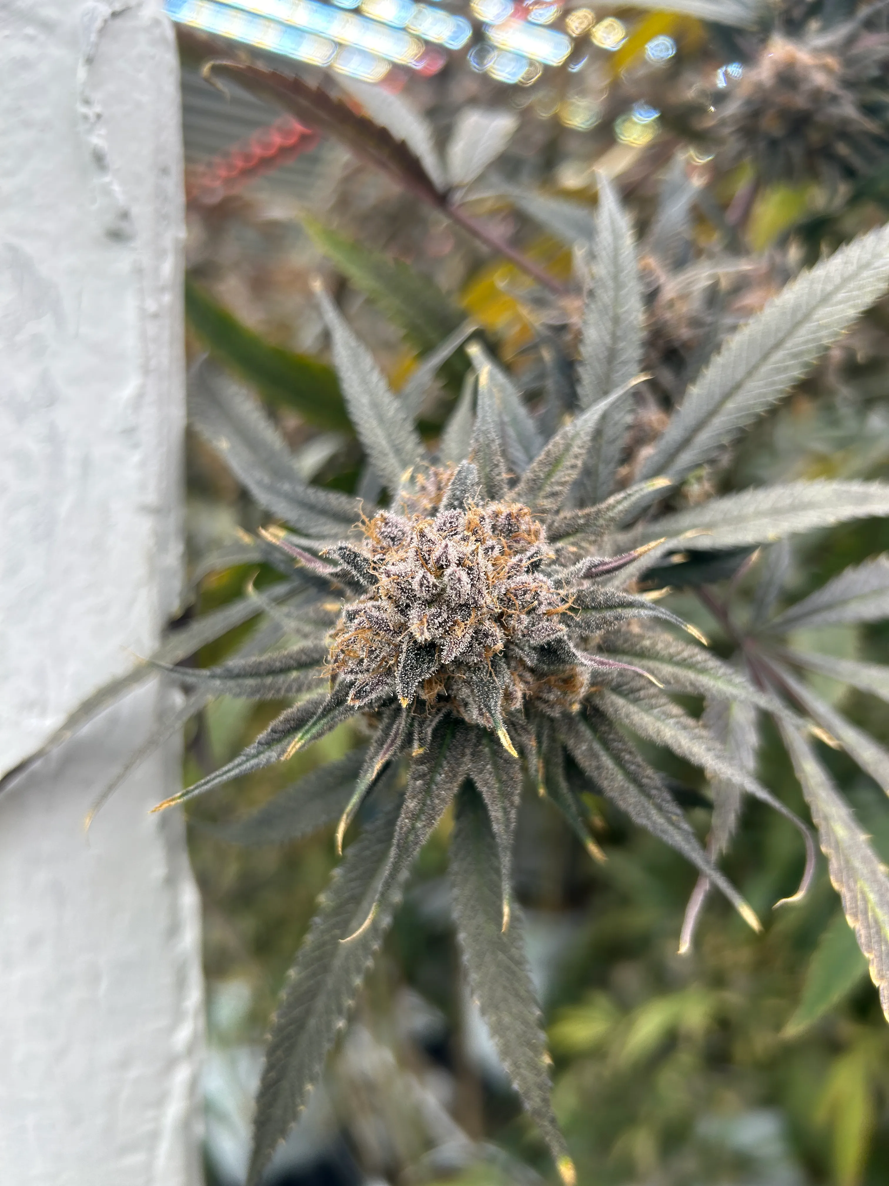 Close-up of a frosty purple cannabis cola surrounded by serrated leaves at Evergreen Industries