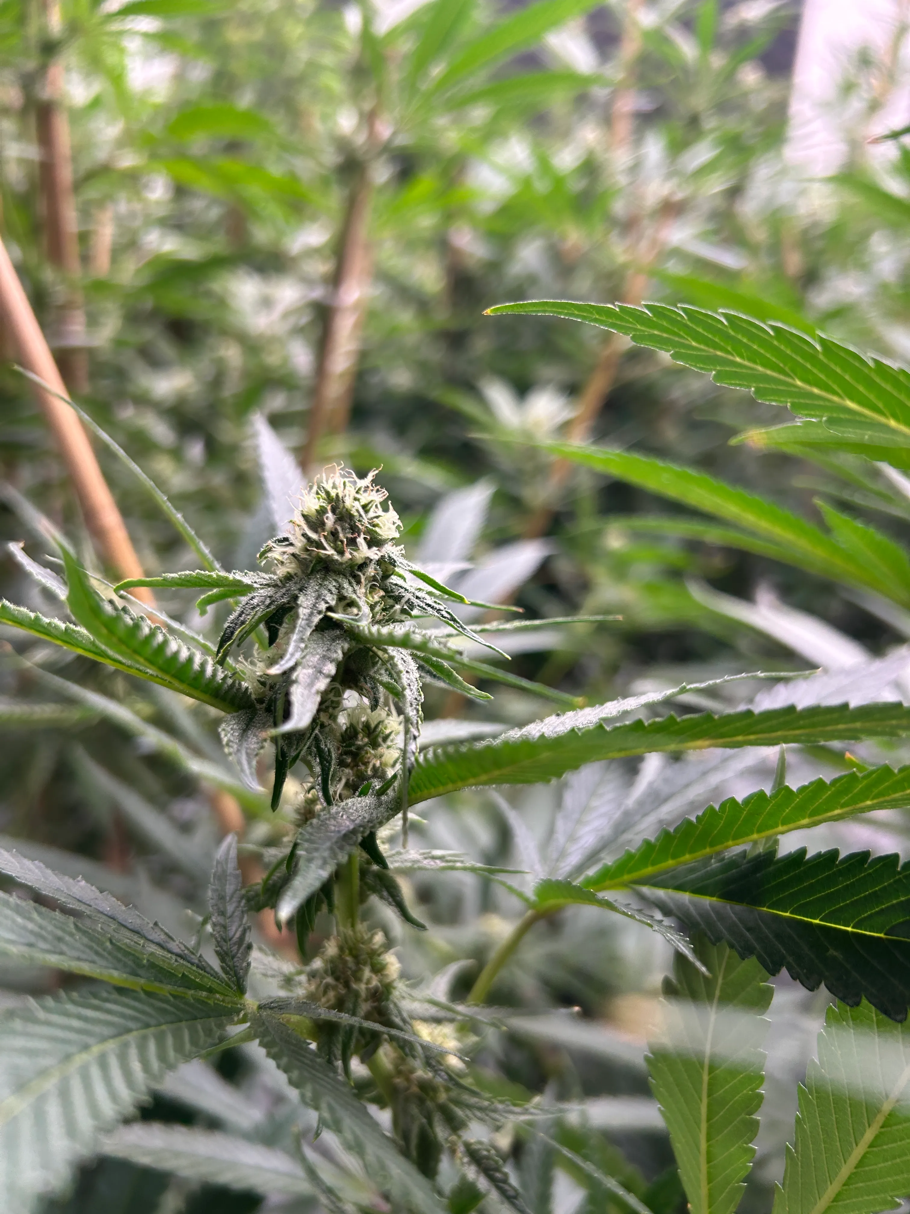 Developing cannabis flower clusters beginning to frost over in early bloom