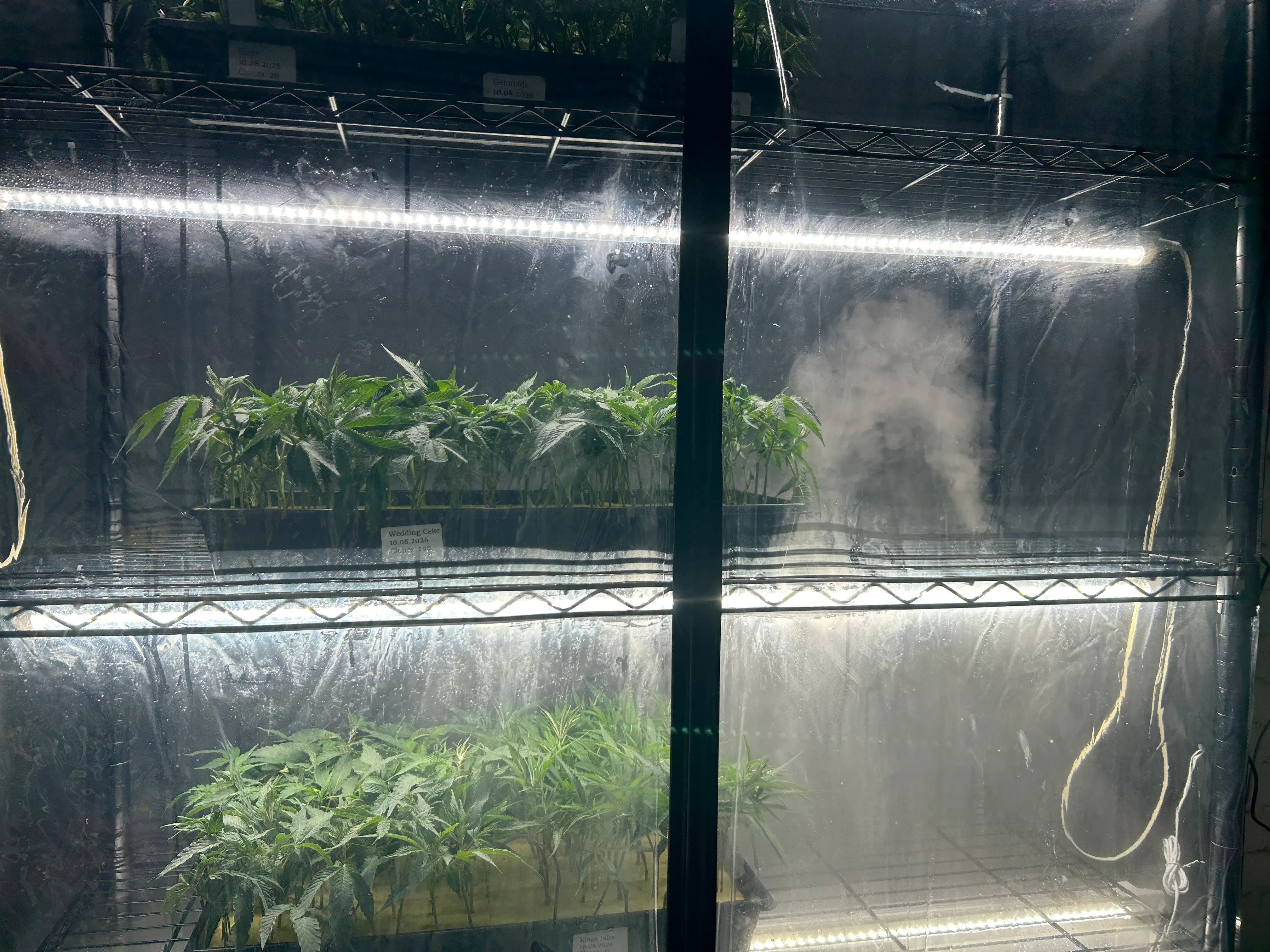 Cannabis clone rack under LED light strips with humidifier mist drifting over the trays