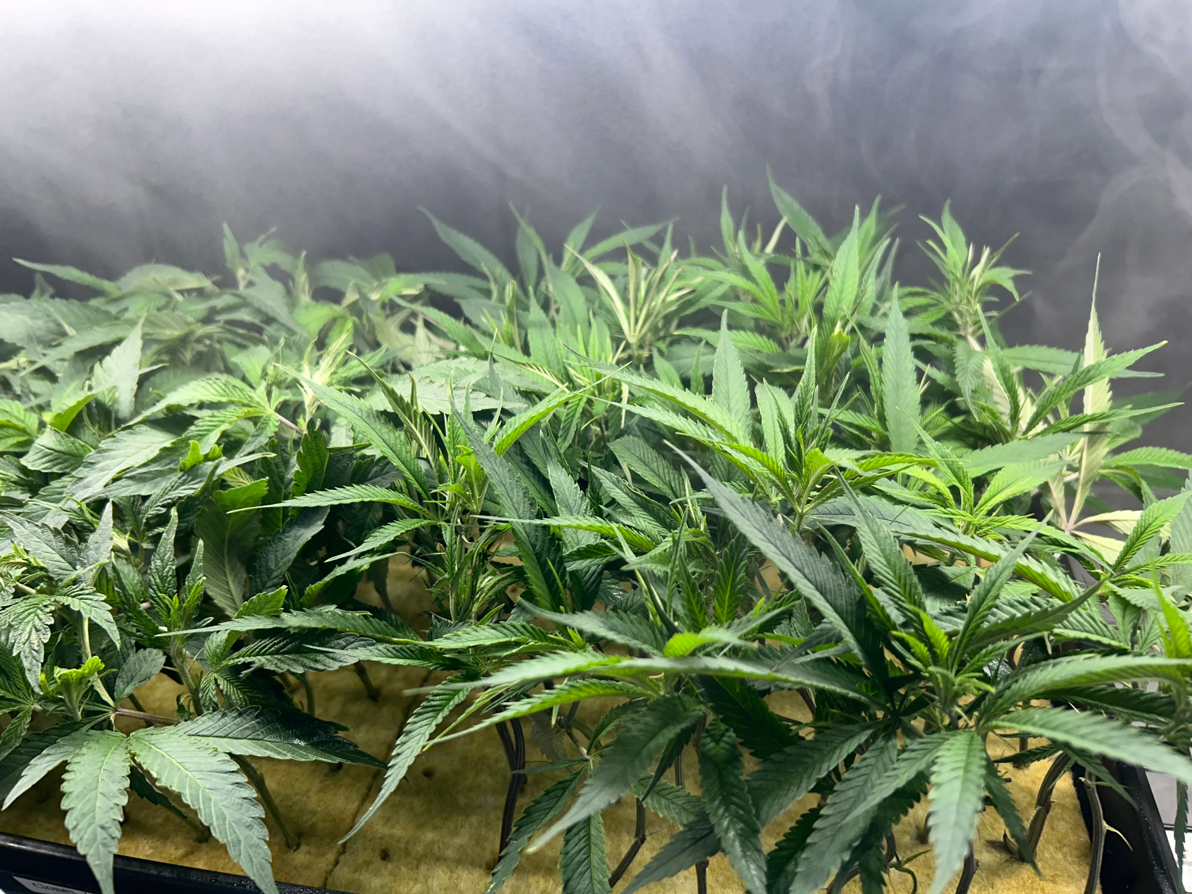 Healthy green cannabis clones growing densely in a humidified propagation tray