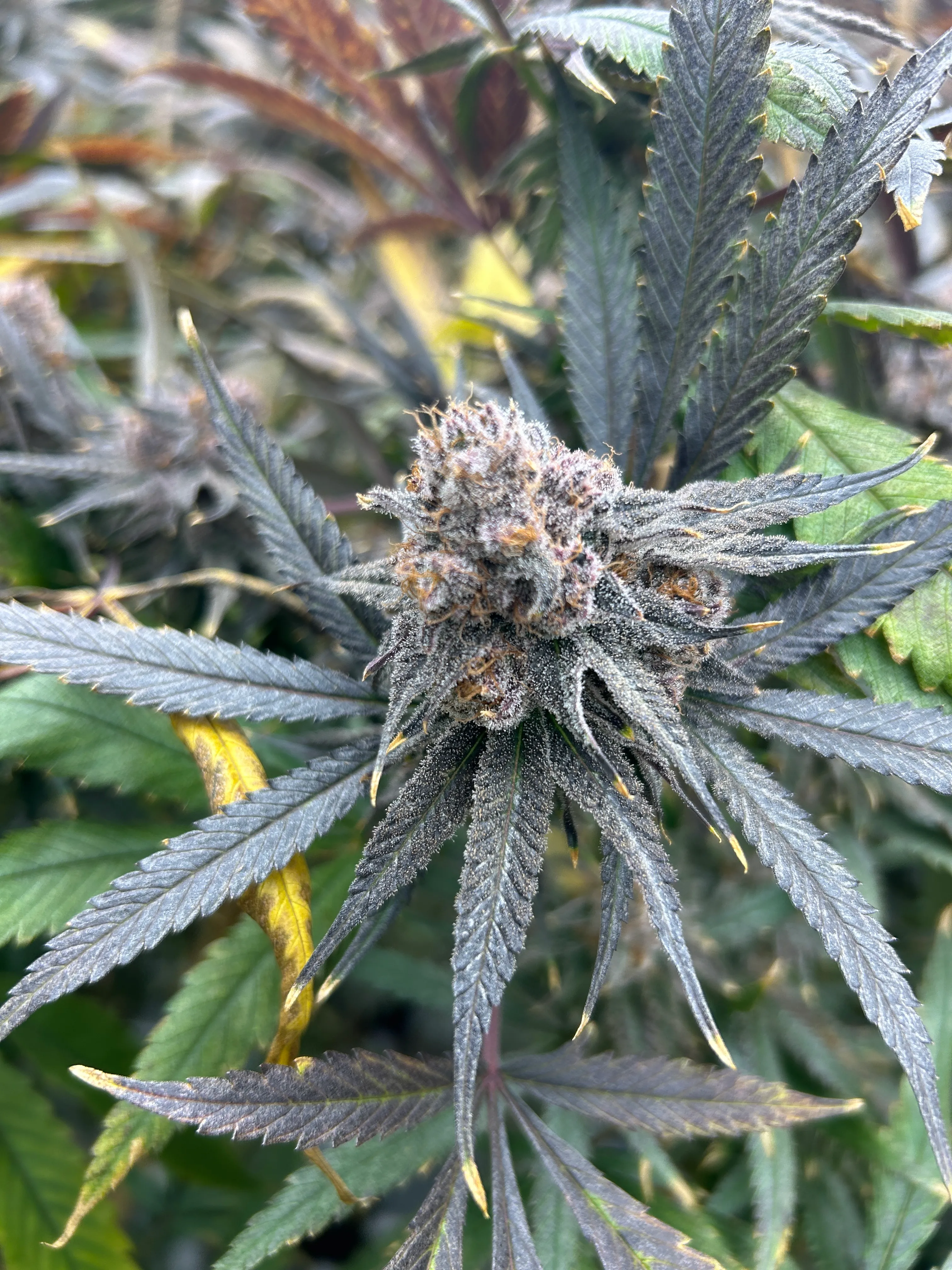 Frosty purple cannabis cola with orange pistils, framed by sugar leaves