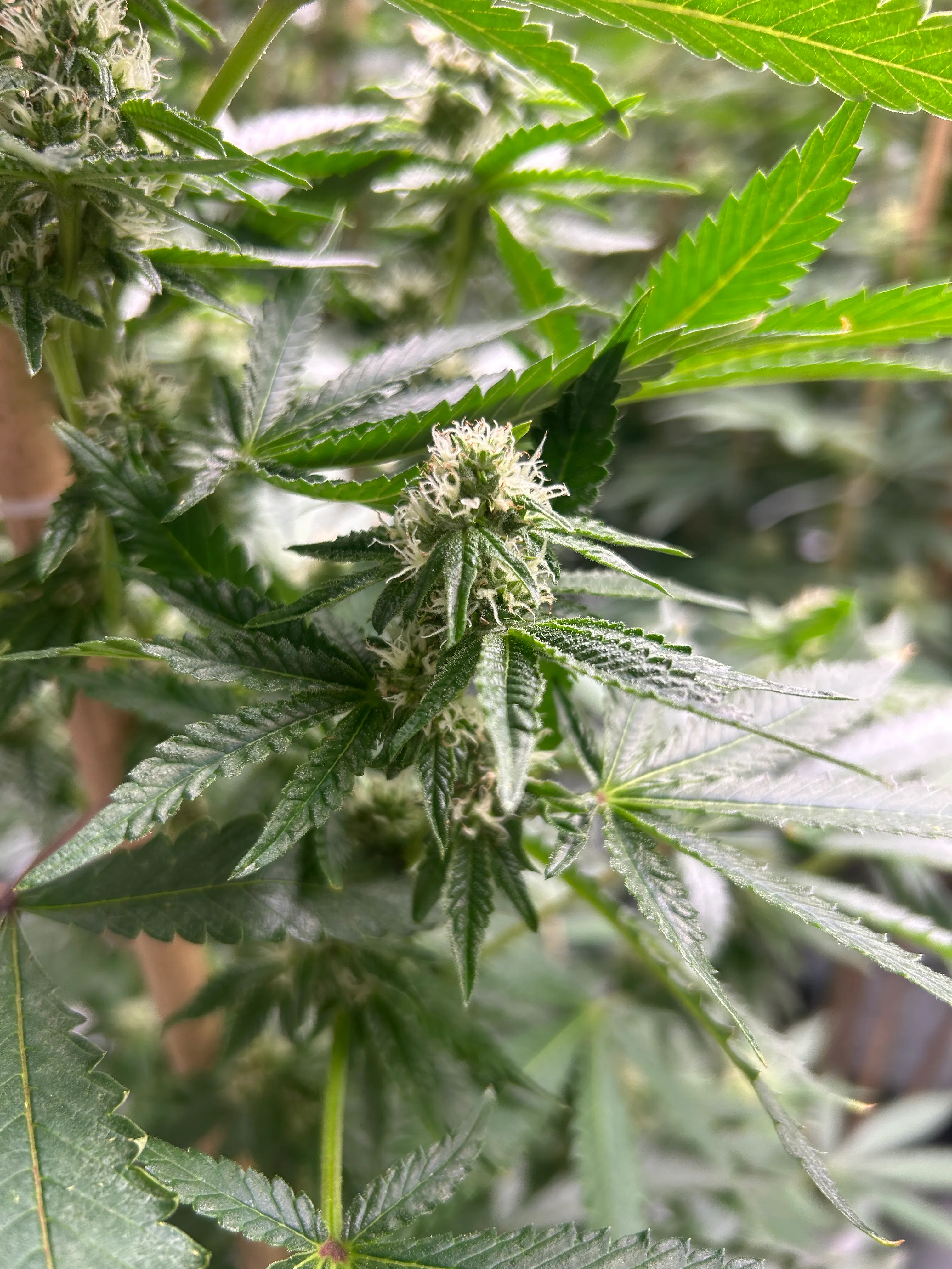 Early flowering cannabis top with white pistils and fresh green fan leaves