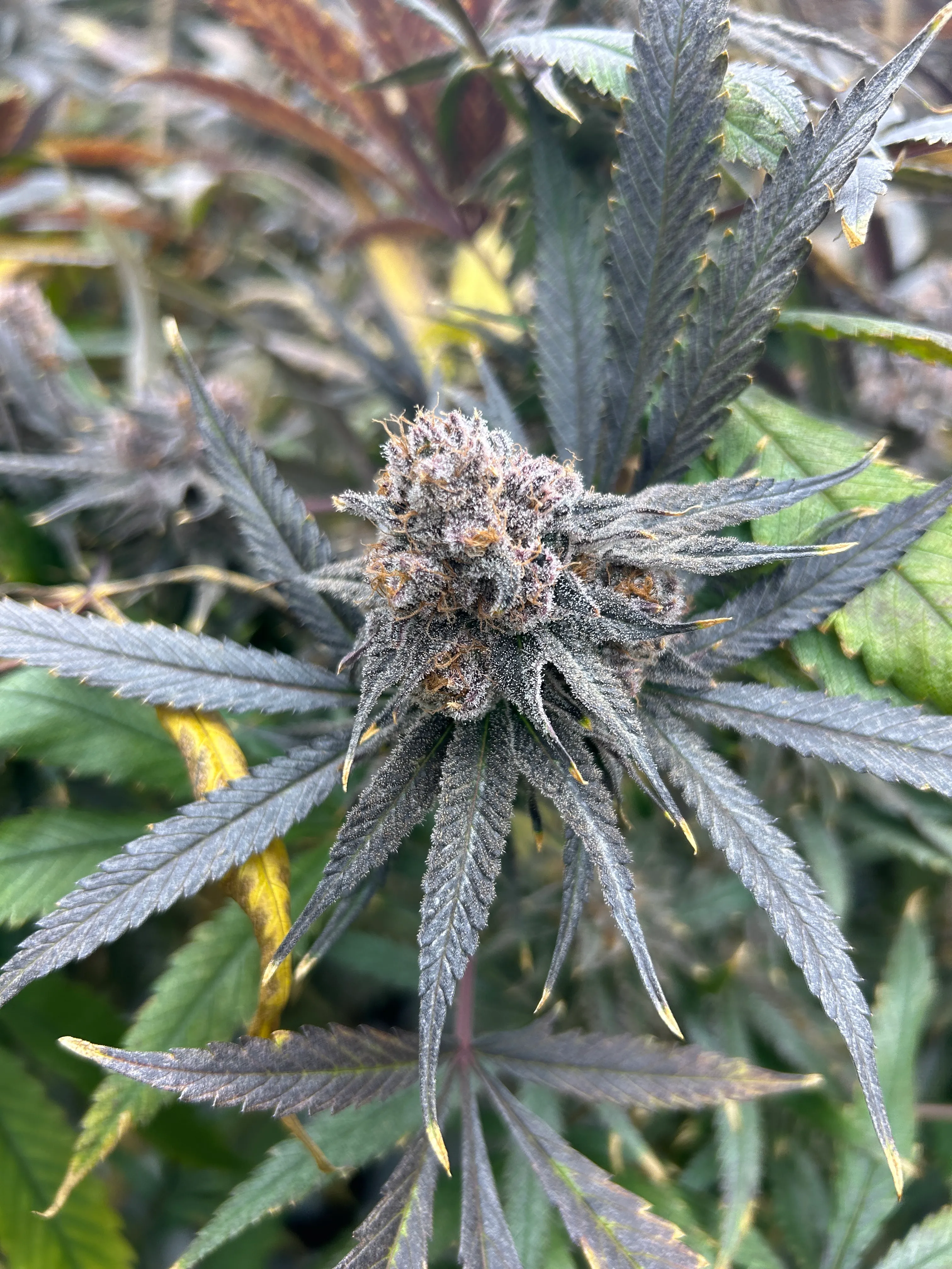 Dense, trichome-covered purple cannabis flower in full bloom, grown indoors by Evergreen Industries