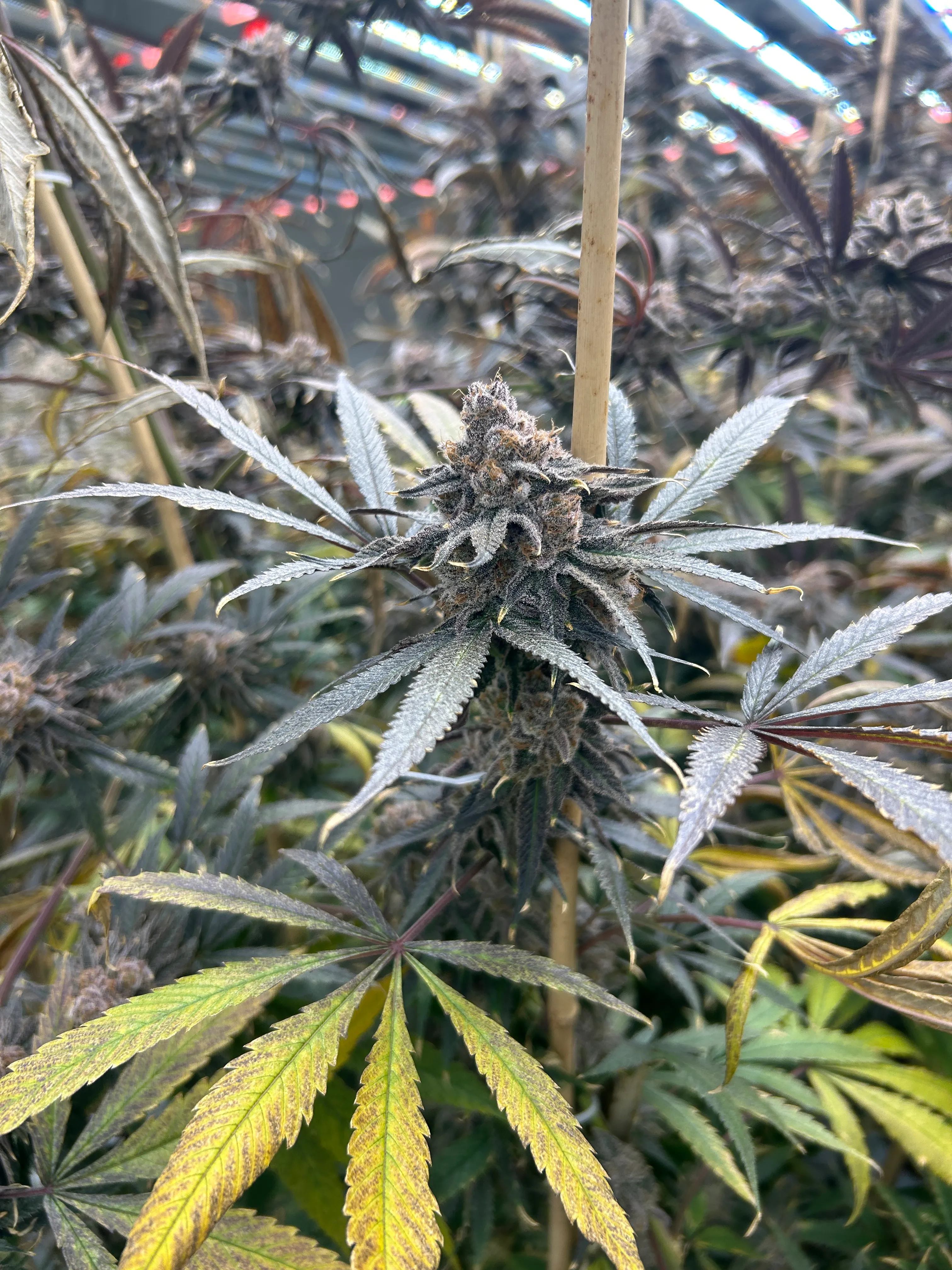Purple-tinged cannabis bud in late flower among silver and green leaves in the Evergreen grow room