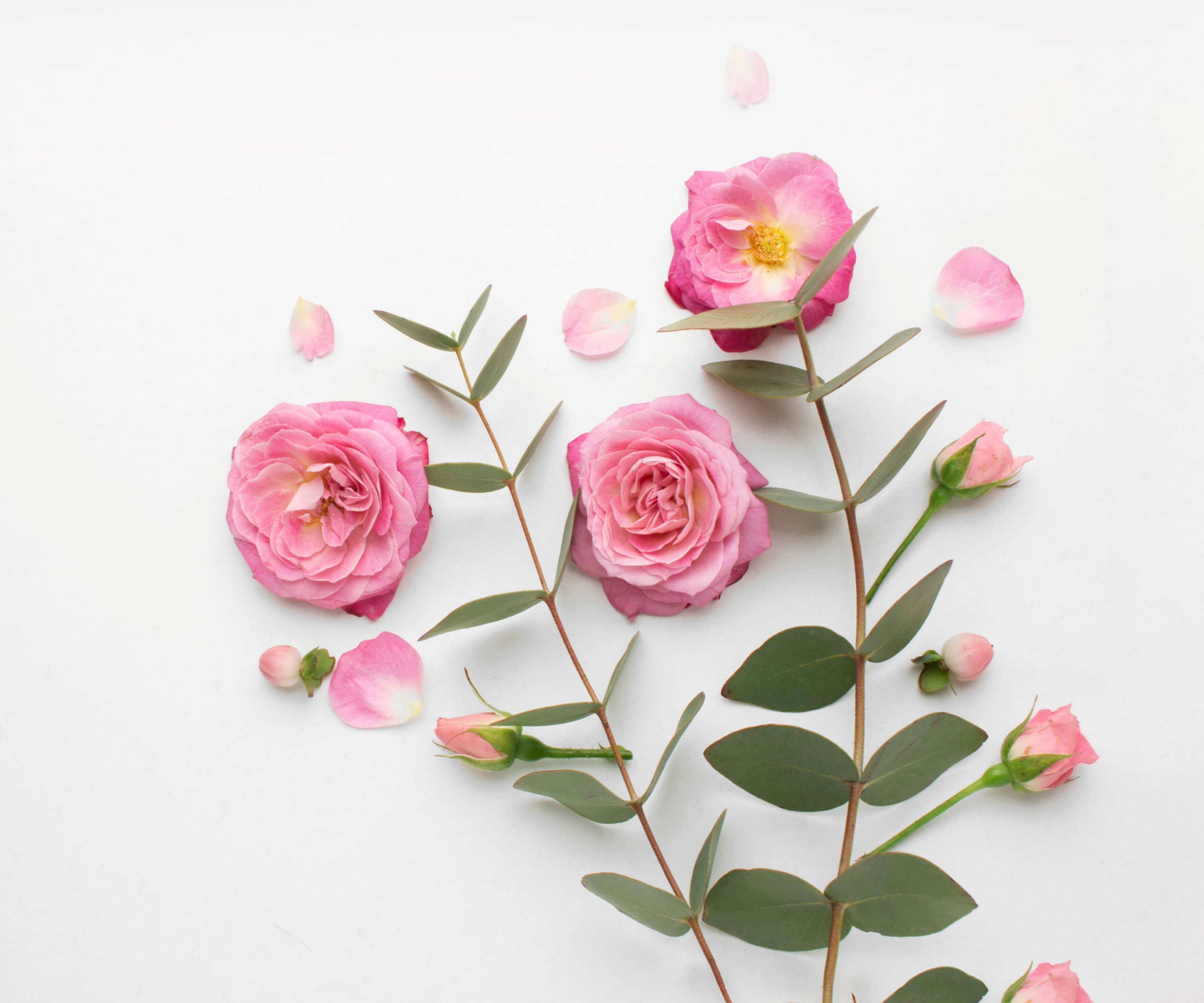 Three Beautiful Roses Image - Flowers X Webflow Template