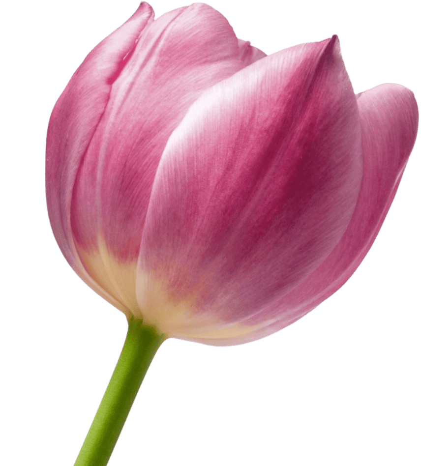 Pink Rose Bottom - Flowers X Webflow Template