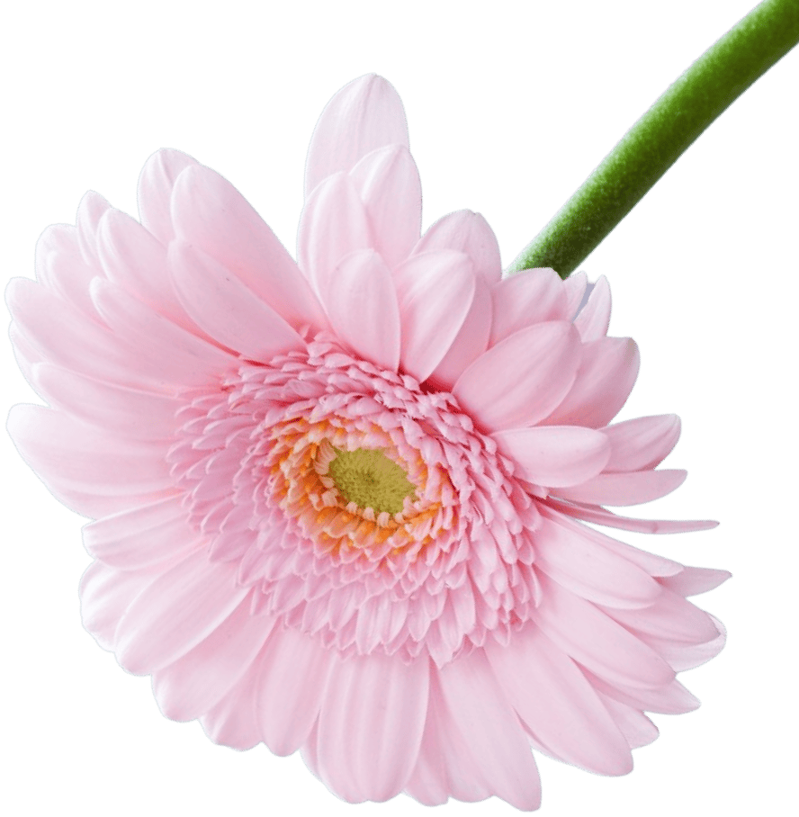 Pink Flower Top - Flowers X Webflow Template