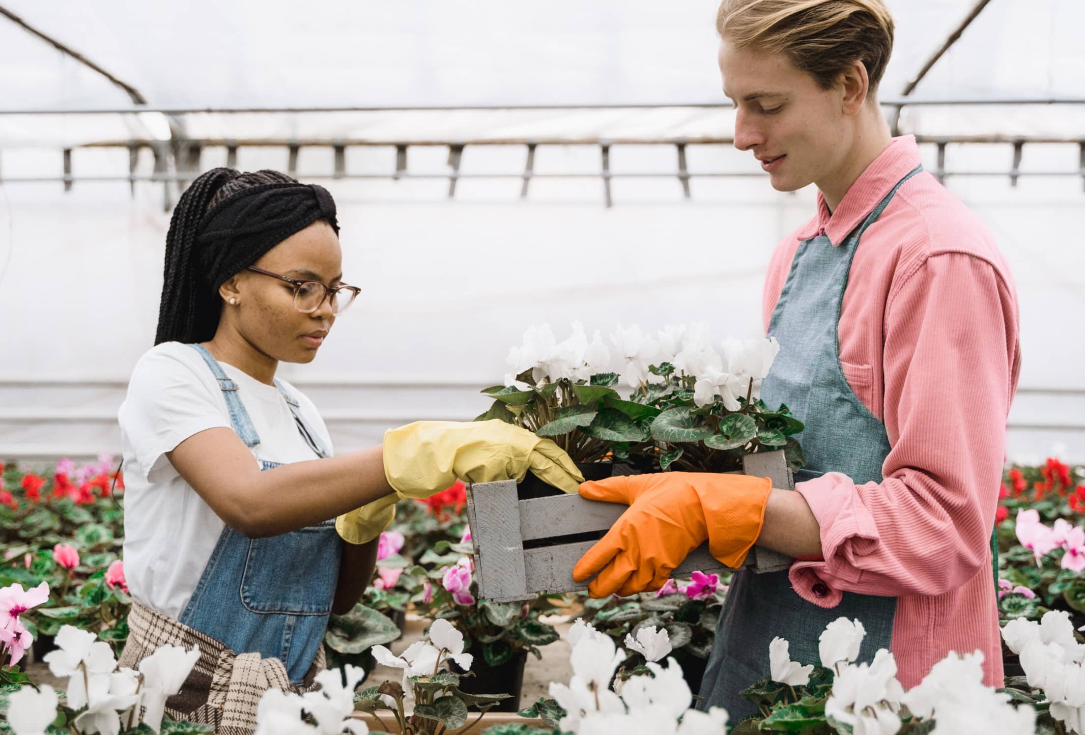 How to plant, grow, and take care of your own peonies