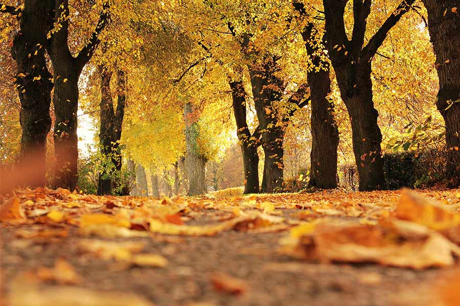 Autumn Walks Blog Image with an orange leaved path.Photo by Pixabay: https://www.pexels.com/photo/dirt-road-cover-by-dried-leaves-235721/
