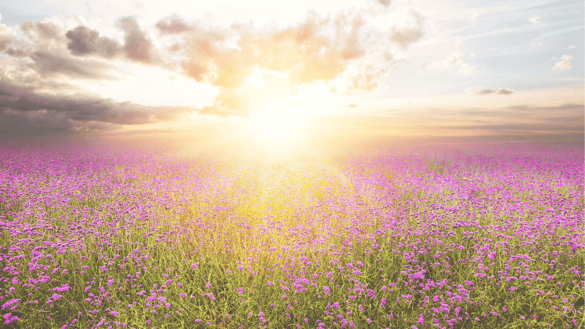 Lavender field at golden hour