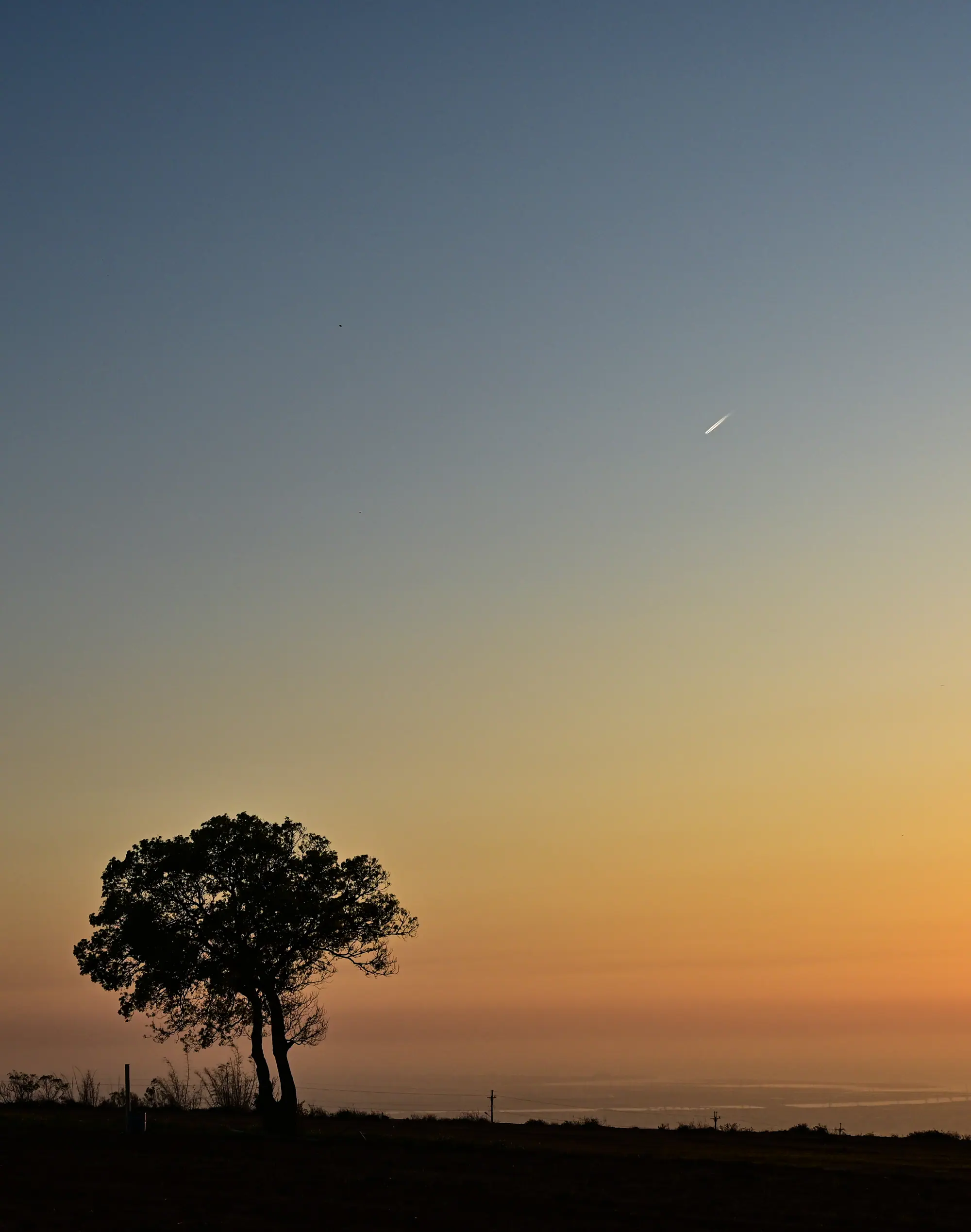 Lone Tree and Endless Dreams, Wun Liang (Taiwan)