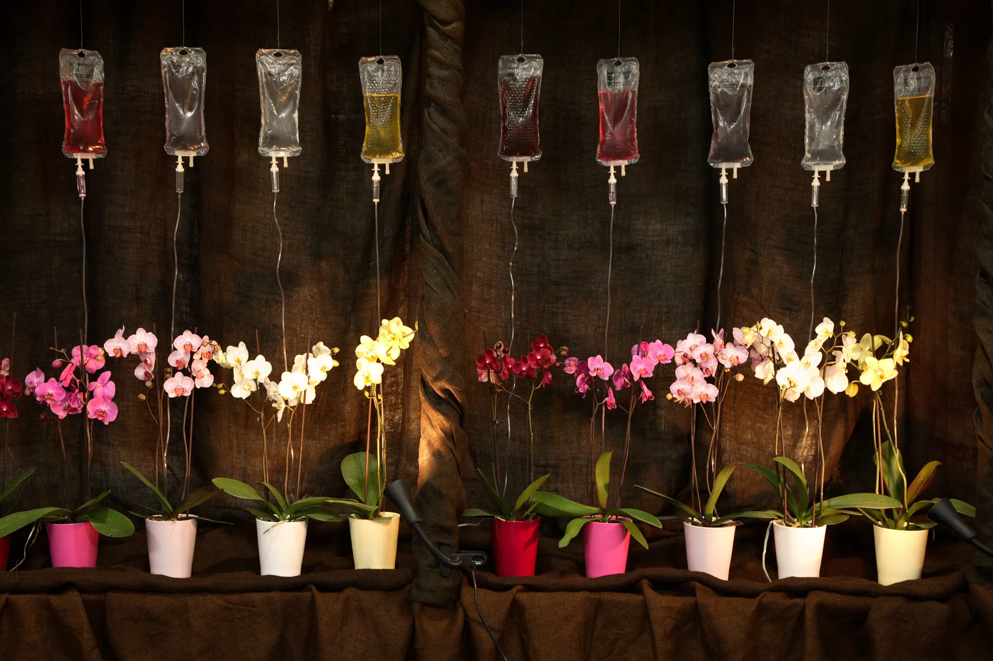 Orchids on a drip, Artur Jastrzębski (Poland)