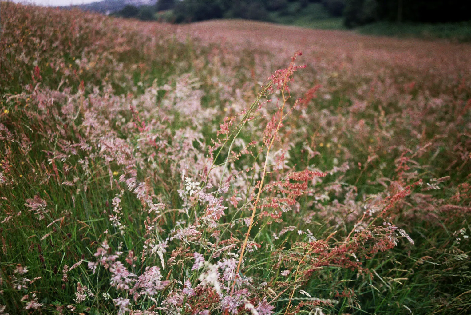 Summer Meadow, Grace Hannell (UK)