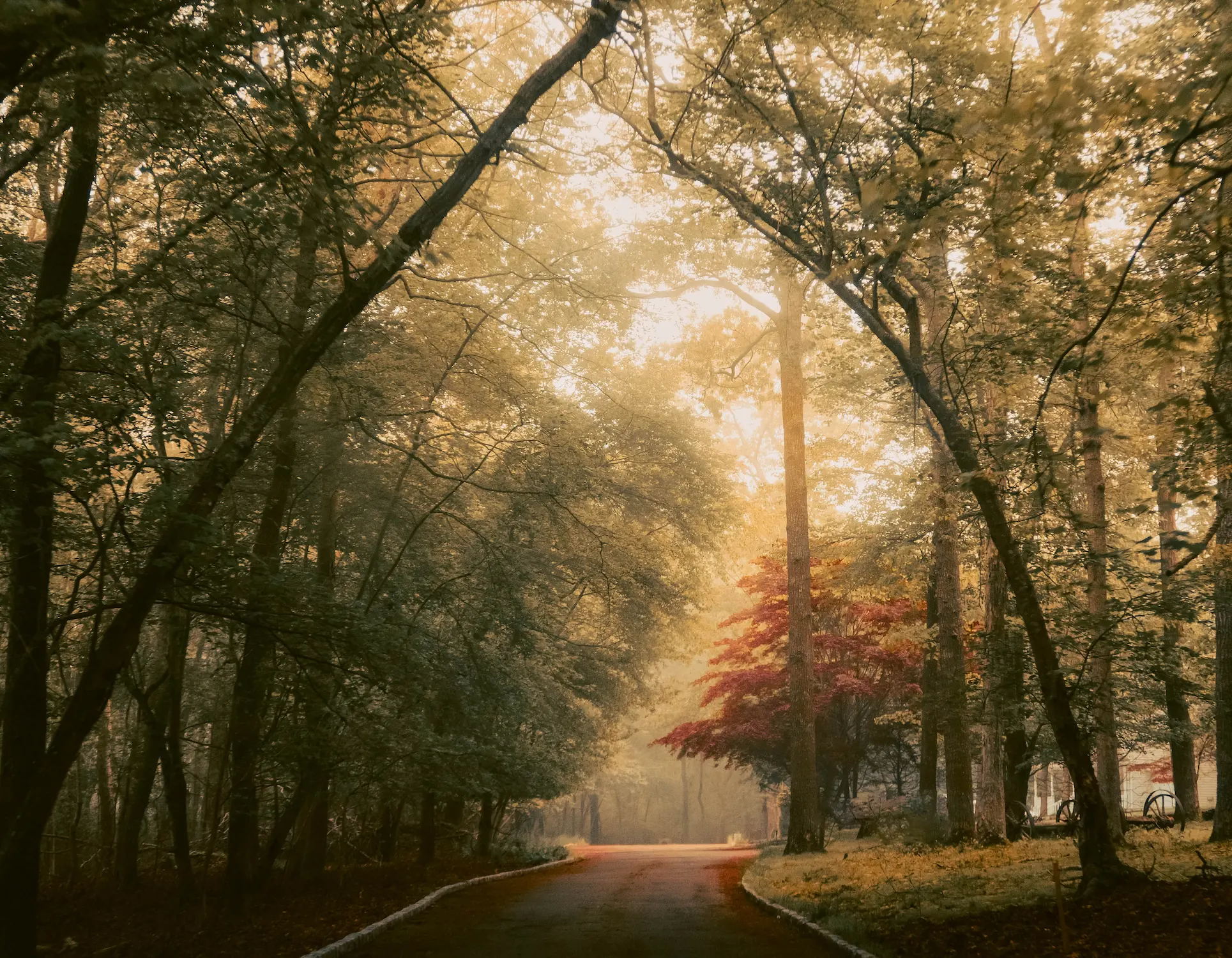 Fall Path, Charlotte Rose (USA)