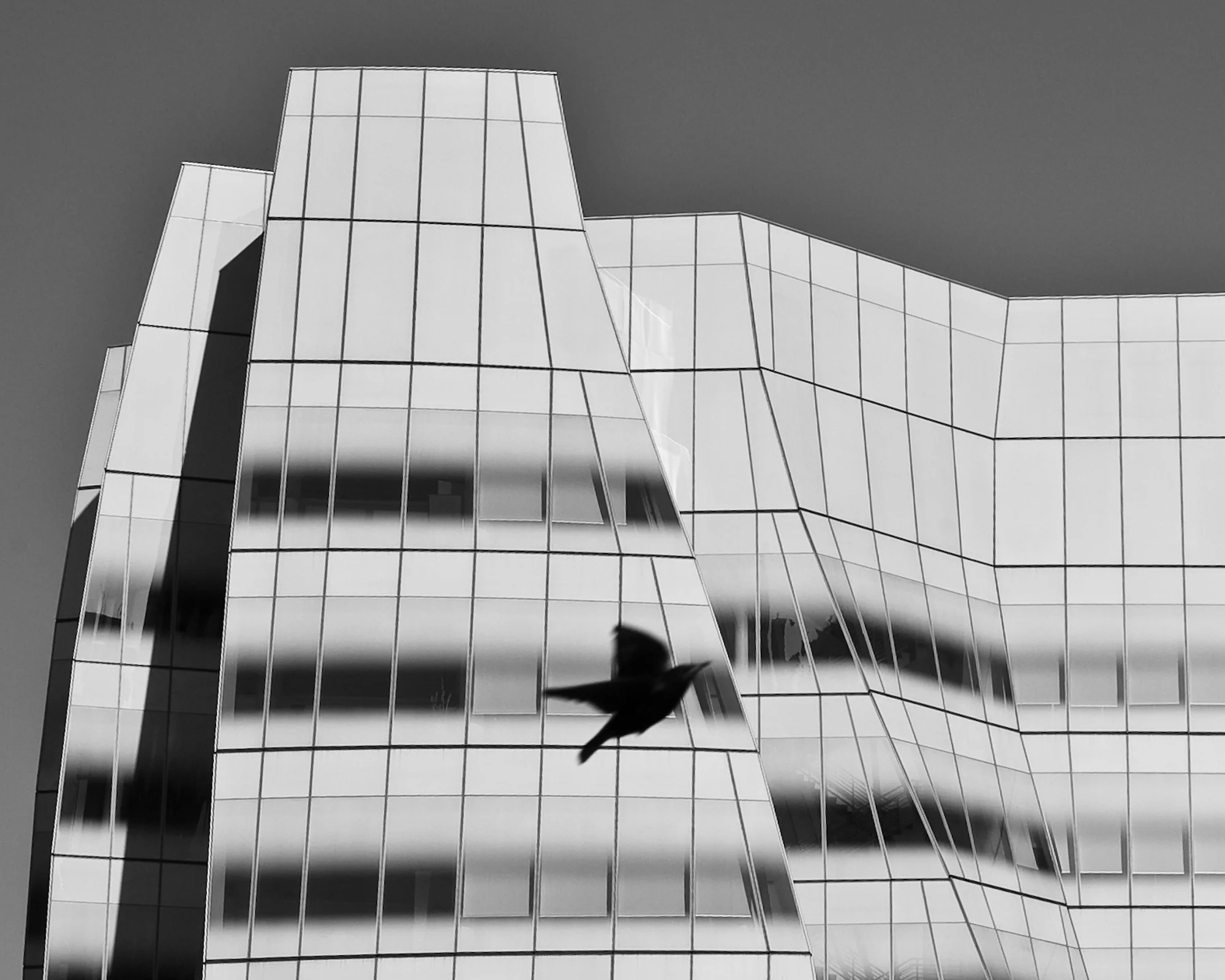 Starling @ Gehry's IAC, Kip Harris (Canada)