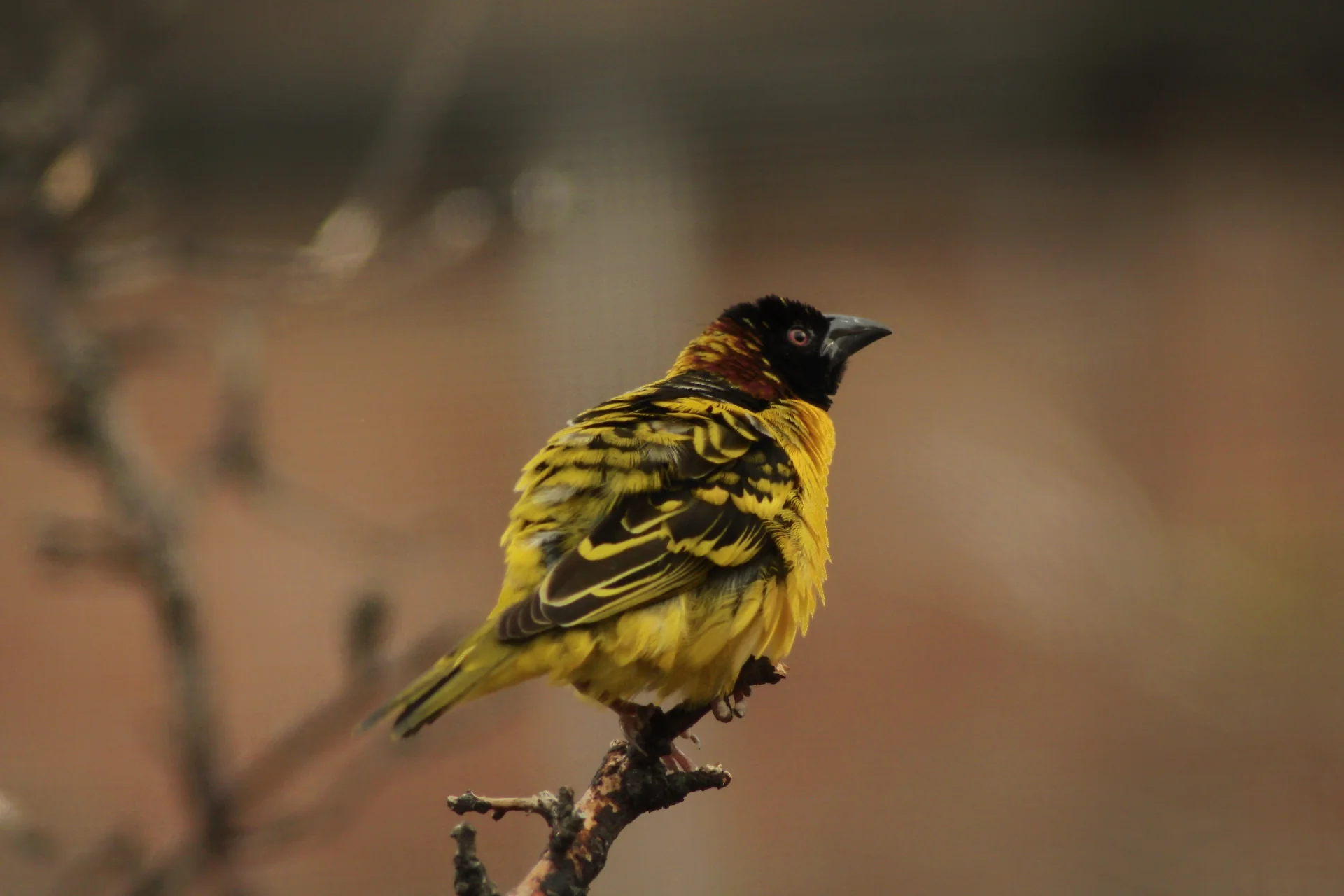 Yellow Feathered, Marie Rowley