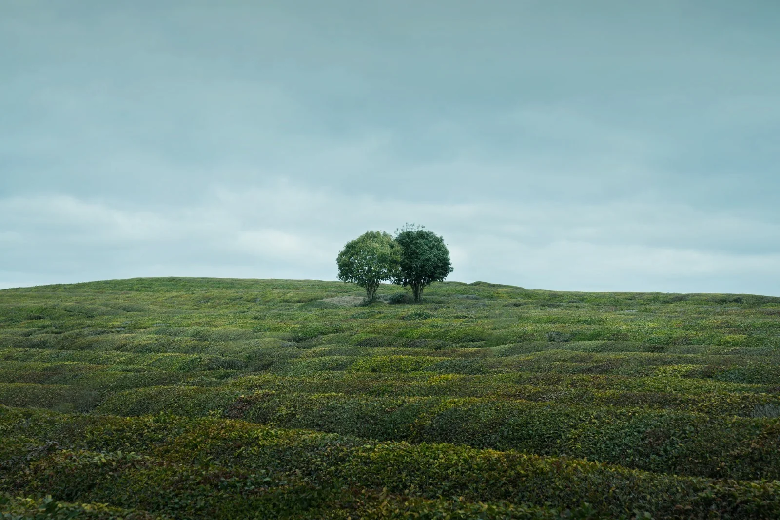 Cuddle, JiaYing Lu (China)