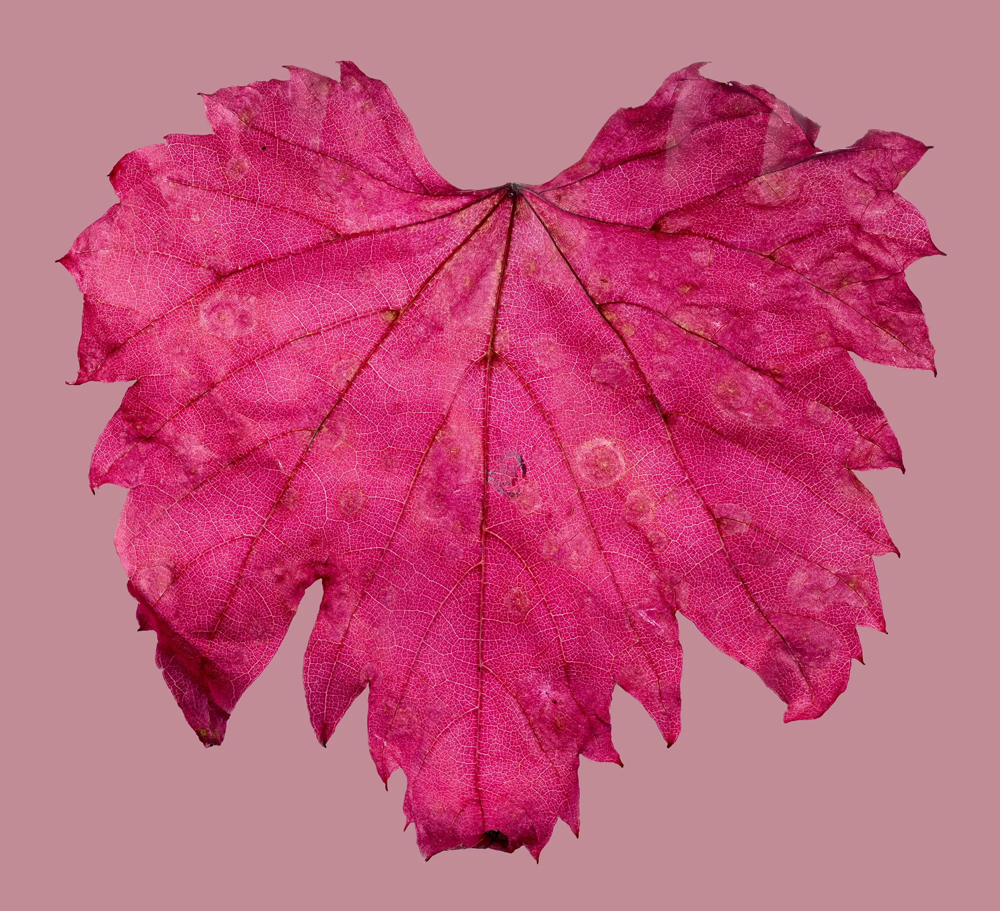 Autumnal Maple, Andy Carver (UK)