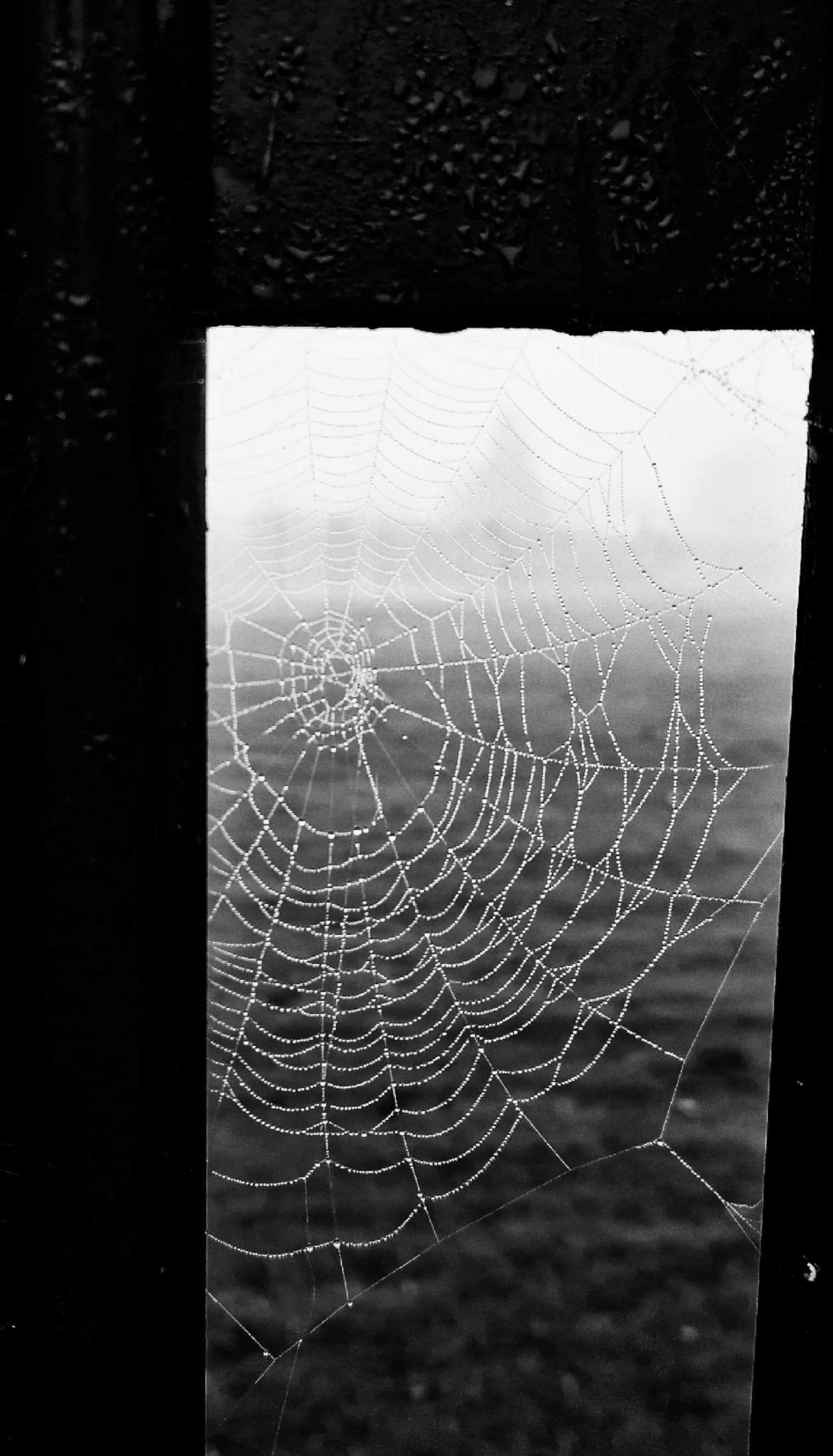 Beaded Web, Ellie Goodliffe (UK)