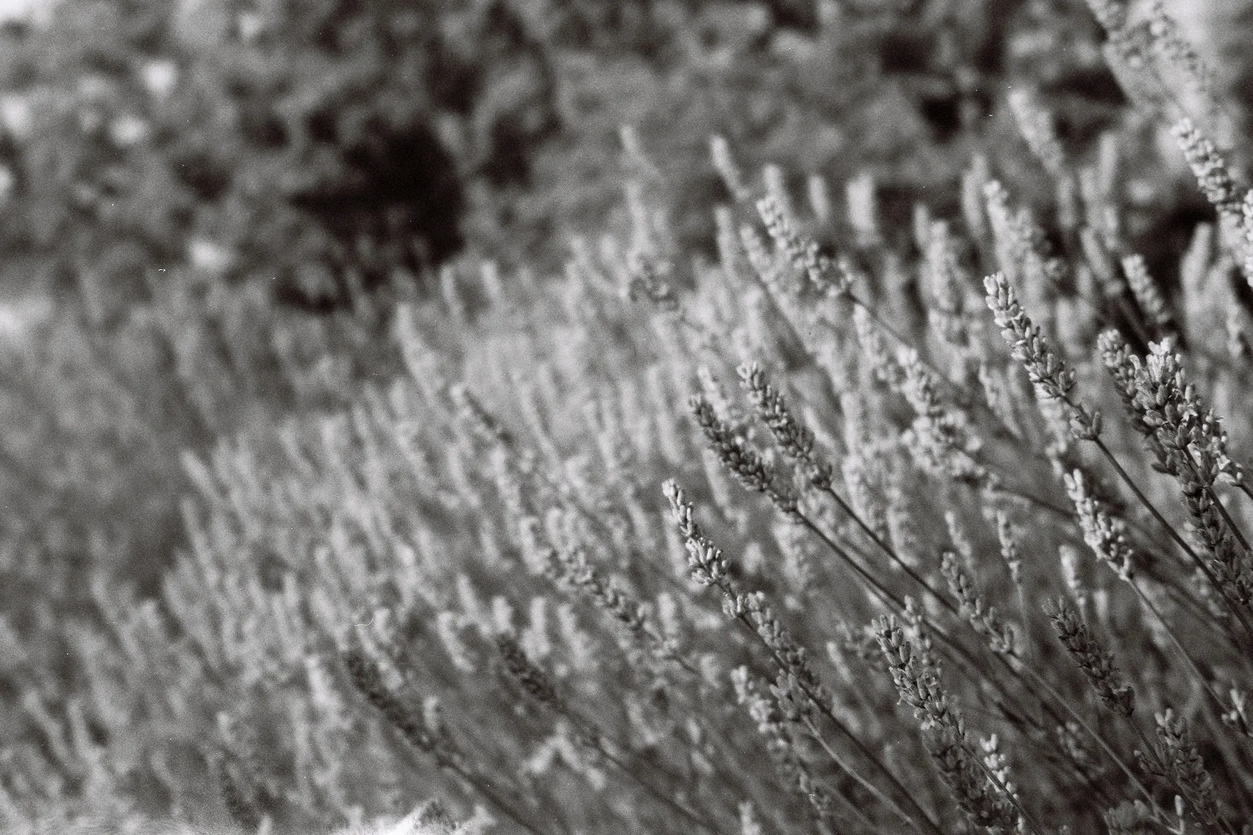 A Silence is Not Silence, Cherry Adam (Venezuela/Germany)