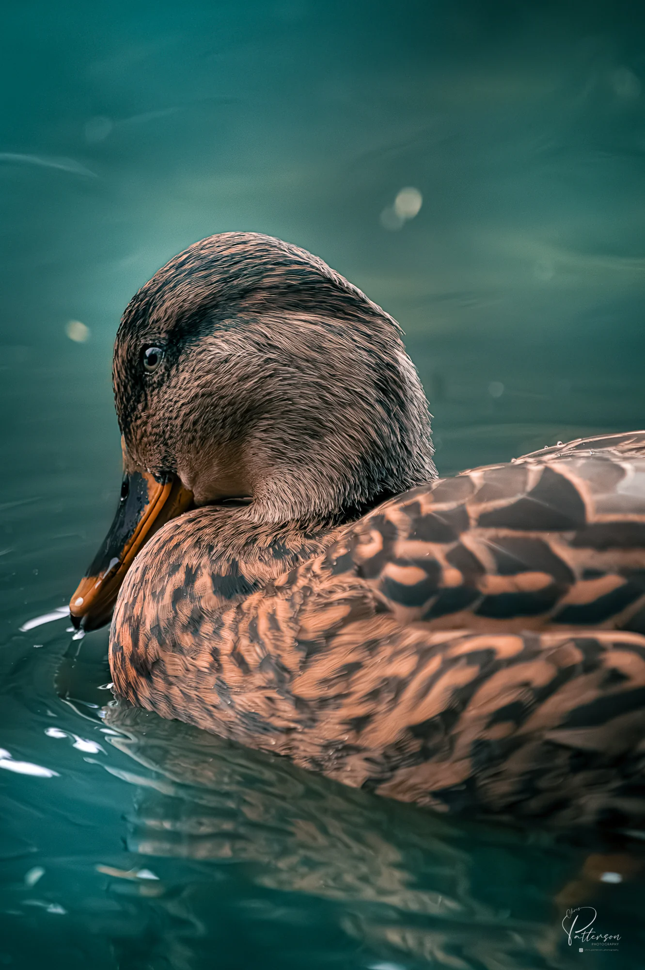 Mallard, Chris Patterson (Scotland)